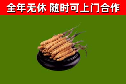 邵武市烟酒回收冬虫夏草.jpg