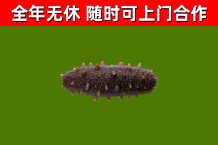 邵武市烟酒回收干海参.jpg